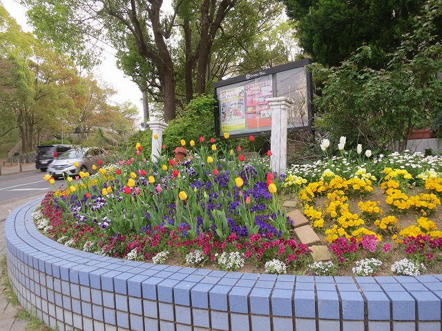 交差点花壇のチューリップ2014年