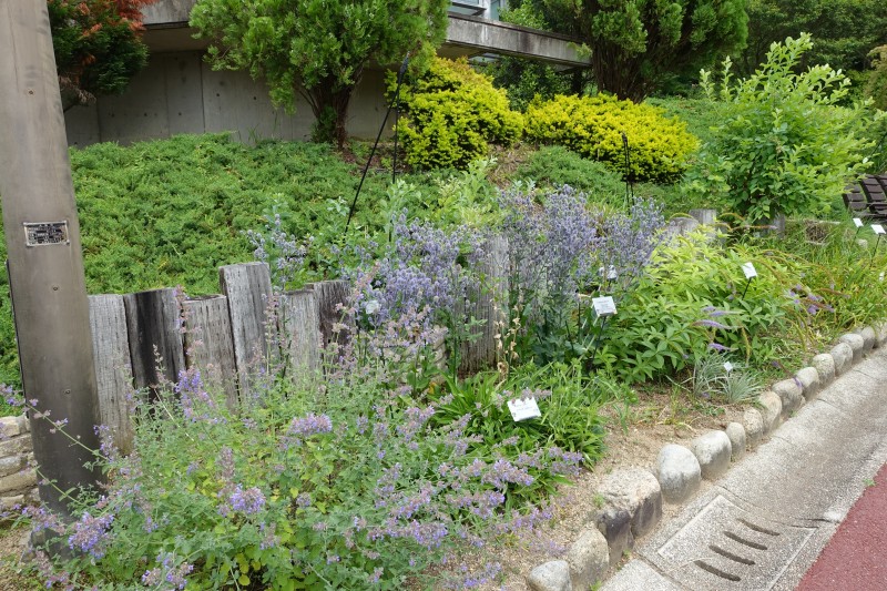 花の文化園ブルーガーデンの6月2日の植栽風景