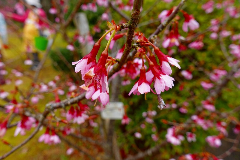 カワヅ桜
