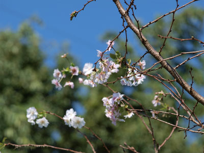 咲き続けるジュウガツサクラ（十月桜・八重）