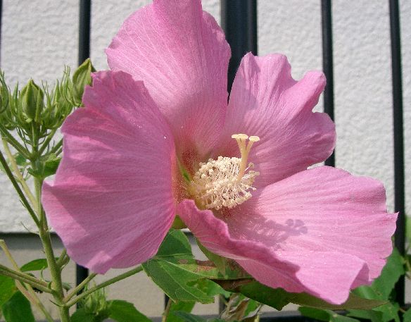 Hibiscus mutabilis2