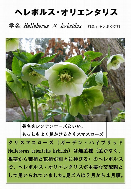 へレボルス・オリエンタリス　クリスマスローズ（ガーデン・ハイブリッドHelleborus orientalis hybrids）は無茎種（茎がなく、根茎から葉柄と花柄が別々に伸びる）のヘレボルスで、ヘレボルス・オリエンタリスが主要な交配親として用いられていました。見ごろは２月から４月頃。