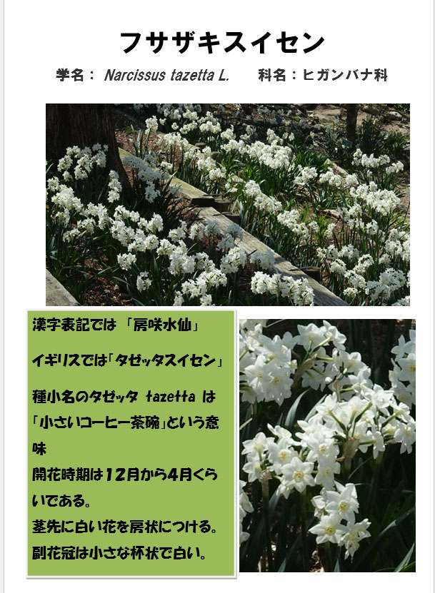 漢字表記では　「房咲水仙」
イギリスでは「タゼッタスイセン」
種小名のタゼッタ tazetta は「小さいコーヒー茶碗」という意味
開花時期は１２月から４月くらいである。
茎先に白い花を房状につける。
副花冠は小さな杯状で白い。
