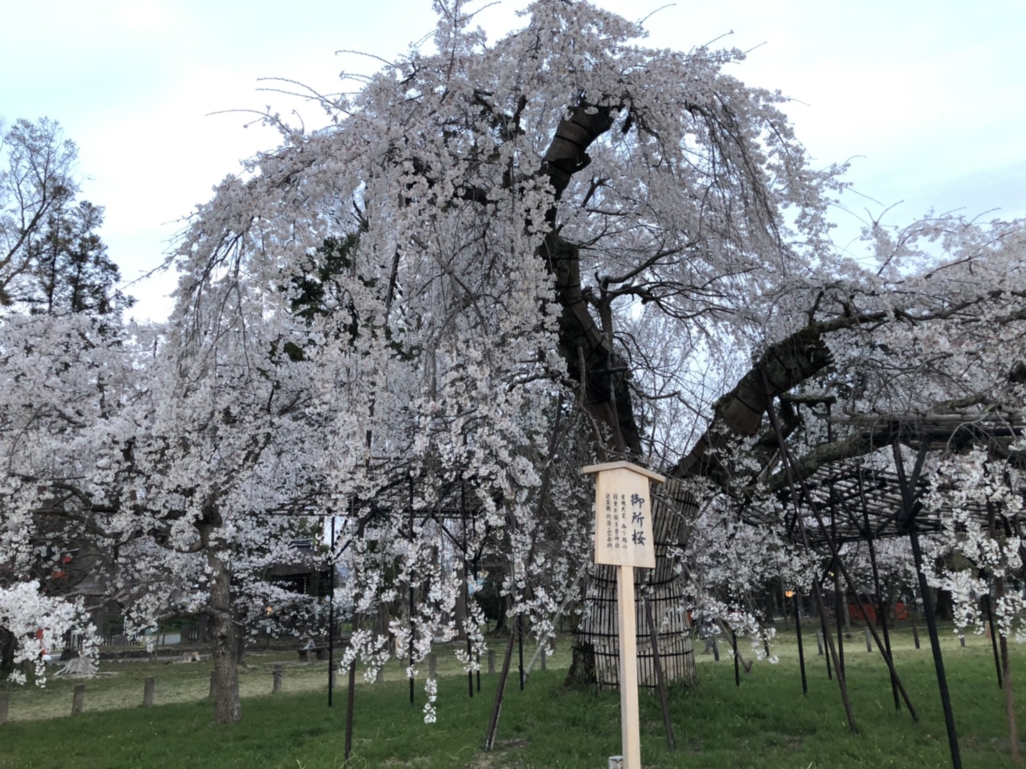 2021年3月｜古都のサクラ