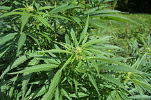 Cannabis sativa plant (4).JPG