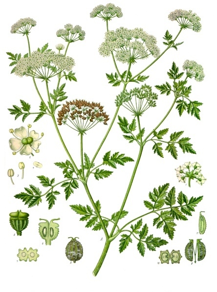Conium maculatum - Köhler–s Medizinal-Pflanzen-191.jpg